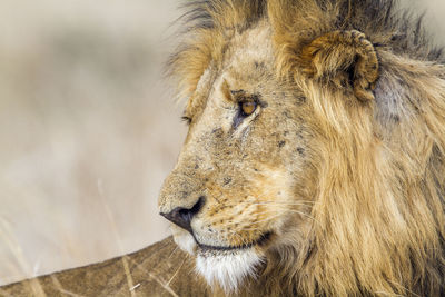 Close-up of lion at kruger national park