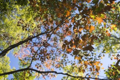 Low angle view of trees