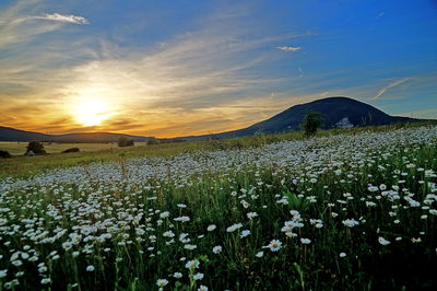 Scenic view of field against sky during sunset