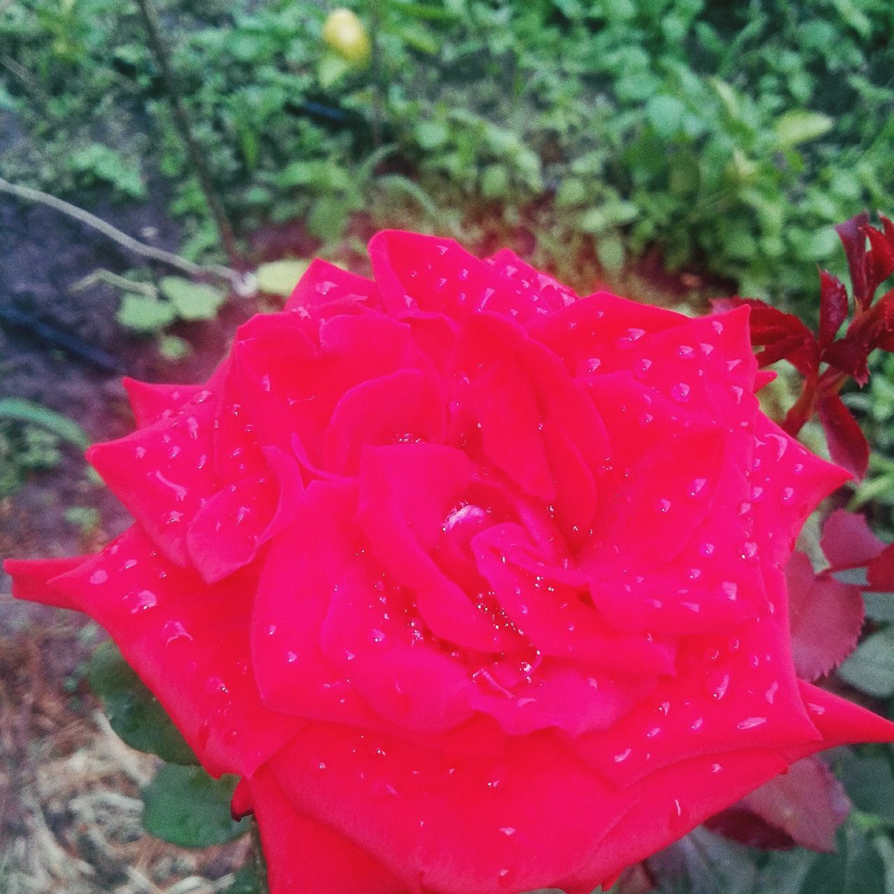 flower, petal, freshness, flower head, fragility, drop, water, wet, beauty in nature, growth, close-up, pink color, blooming, nature, single flower, focus on foreground, plant, red, in bloom, rose - flower