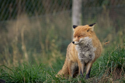 Lion standing on field