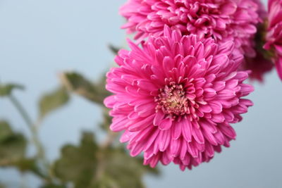 Close-up of pink dahlia flower