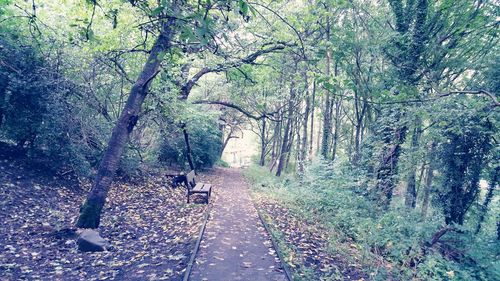 Footpath in forest
