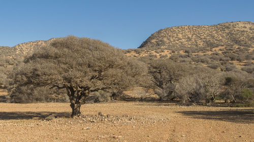 Trees on field against clear sky