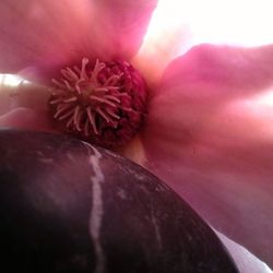 Close-up of red flower blooming outdoors