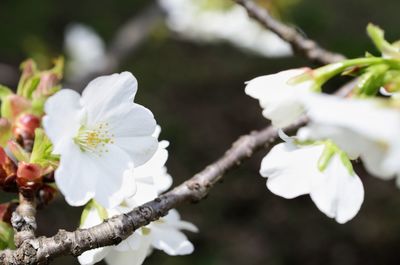 Close-up of white apple blossoms in spring