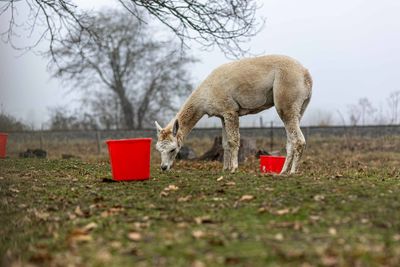 Horse standing in a field