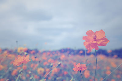 Close-up of pink cosmos flowers on field