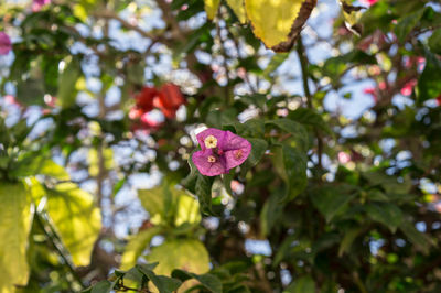 Close-up of pink cosmos blooming outdoors