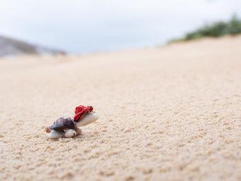 Close-up of shell on sand