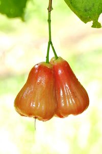 Close-up of tomatoes hanging on tree