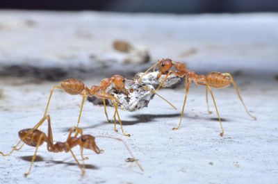 Close-up of ant on the ground