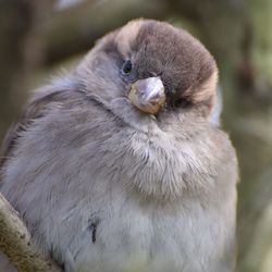 Close-up portrait of owl