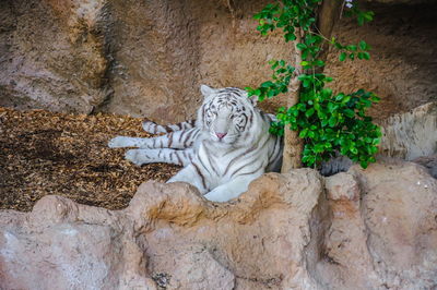 Cat sitting on rock