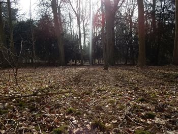 Trees in forest during autumn