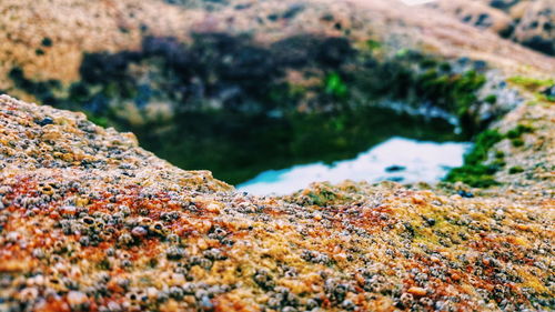 Close-up of water collected in rock