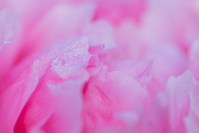 Macro shot of pink flower petal