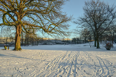 Bare trees on snow covered landscape