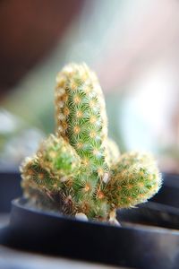 Close-up of cactus plant