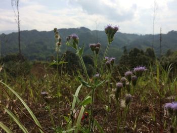 Plants growing outdoors