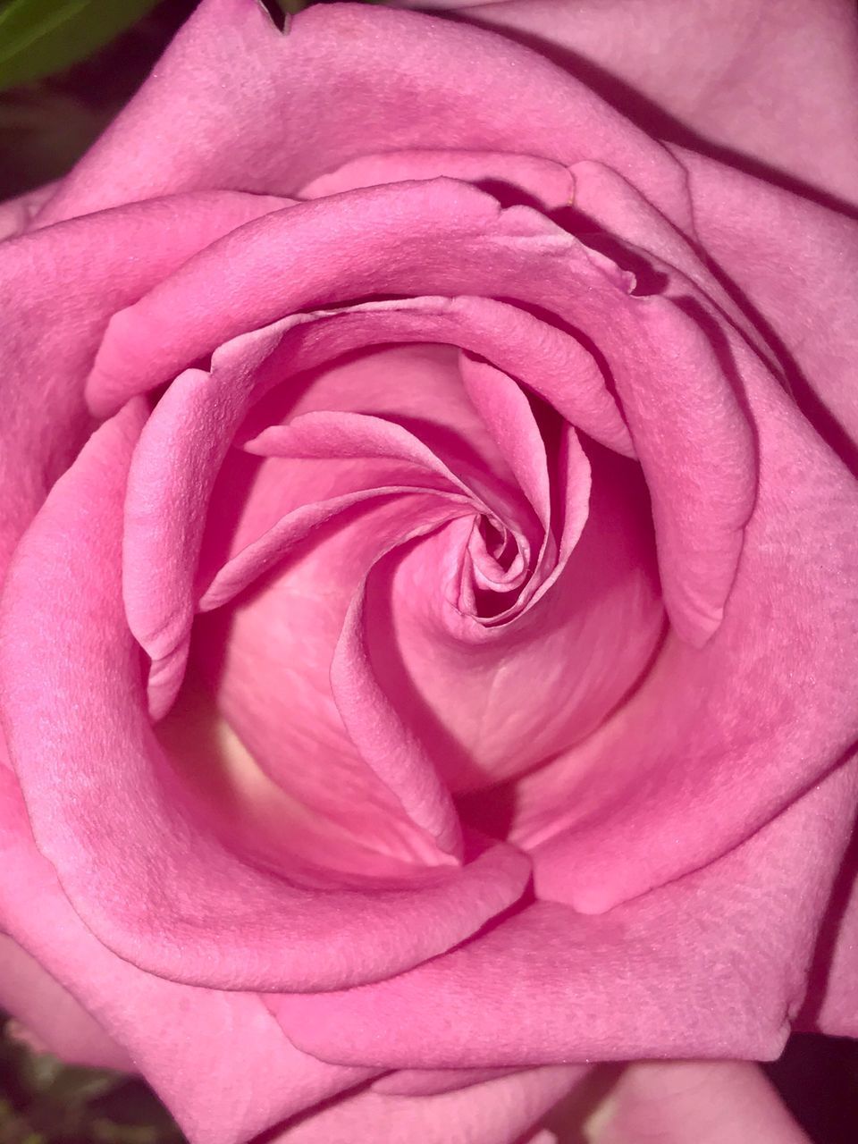 FULL FRAME SHOT OF PINK ROSE FLOWER