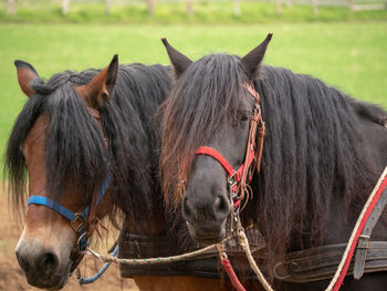 Close-up of horses