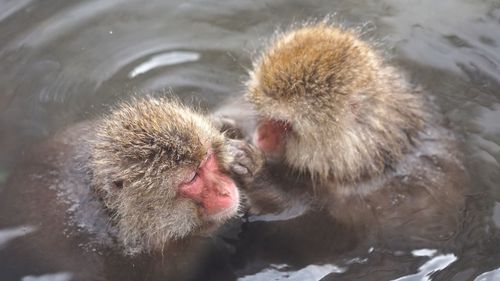 Close-up of monkeys in water