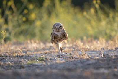 Burrowing owl