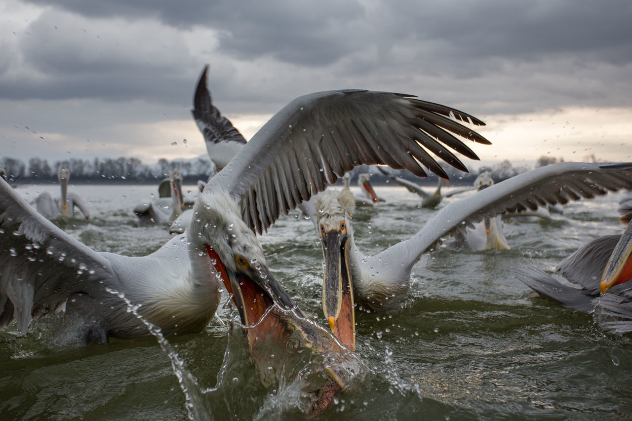 BIRDS FLYING OVER SEA