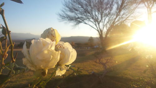 Close-up of sun shining through flowers