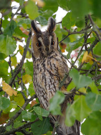 Owl in germany