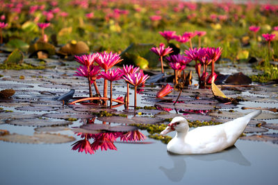 A white duck in a red lotus pond, in thailand.