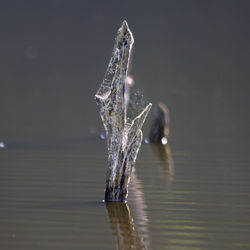 Close-up of crane in water