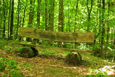 Wooden bench by trees in forest