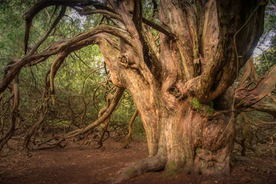 Trees in forest