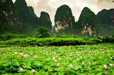 Flowers growing on mountain against sky