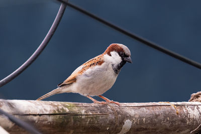 Close-up of bird perching on branch