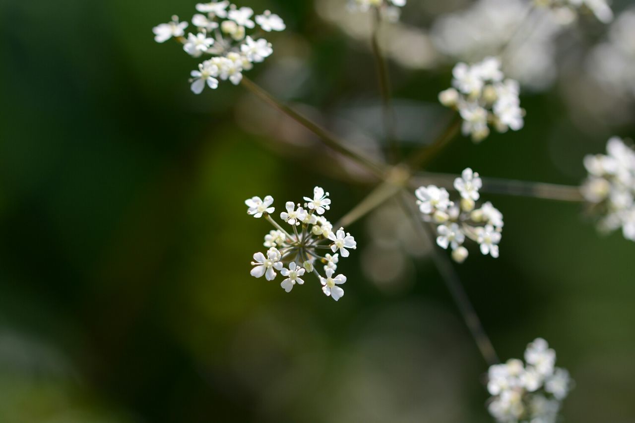 flower, freshness, fragility, growth, white color, focus on foreground, beauty in nature, petal, close-up, nature, flower head, blossom, blooming, selective focus, in bloom, branch, cherry blossom, stem, insect, plant