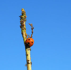 Ladybug and aphids