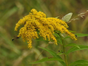 Close-up of bee on yellow flower