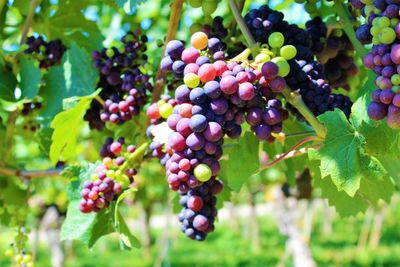 Close-up of berries growing on tree