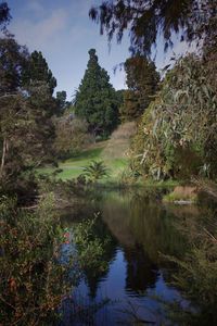 Scenic view of lake in forest