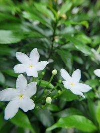 Close-up of white flowering plant