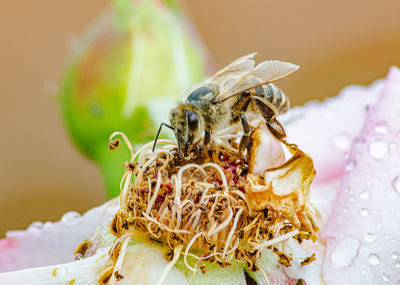 Close-up of bee