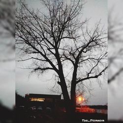 Bare tree against illuminated city at night