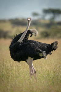 Common ostrich stands in grass twisting body