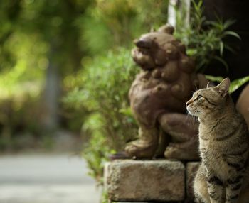 Tabby cat sitting next to shisa statue.