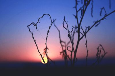 Close-up of silhouette plants against sky at sunset