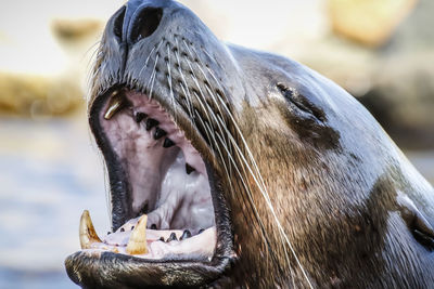 Close-up of horse yawning