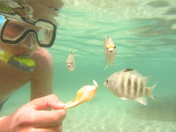 Fish swimming in sea